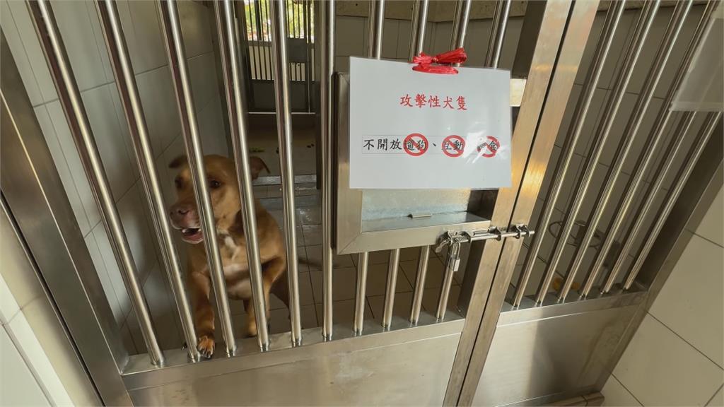 曾經咬死鄰居！比特犬調教3年變溫和　出籠重生影片曝