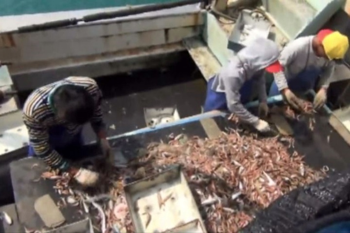 合法雇用中國籍漁工 12海浬內捕撈仍違法