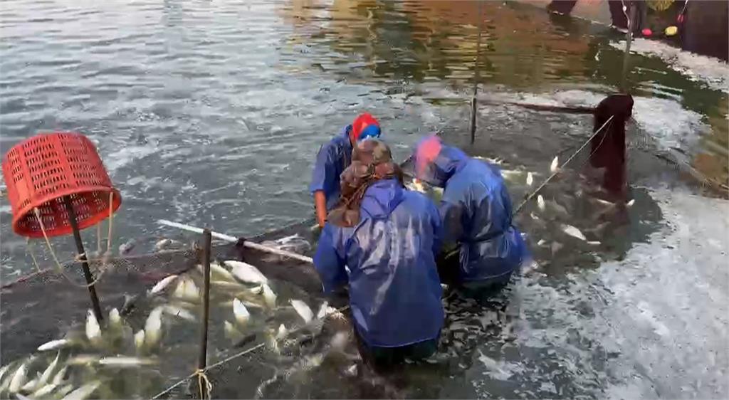 虱目魚原批發價暴跌1斤僅38元　漁民欲哭無淚「賣一條虧一條」