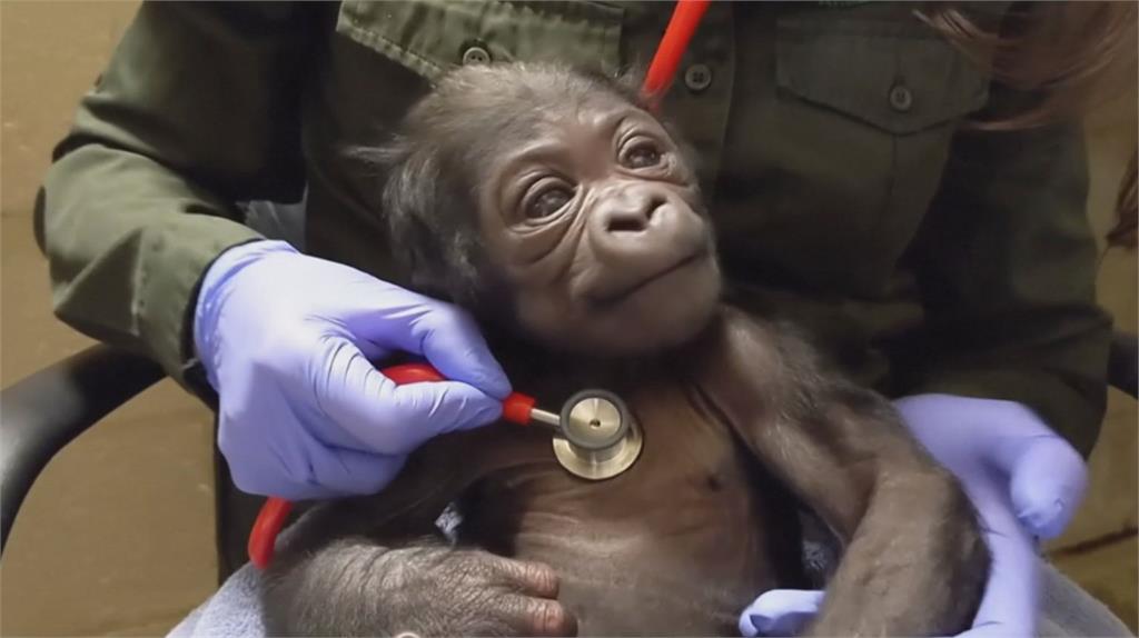 猩媽出血緊急剖腹 波士頓首隻公猩猩誕生  