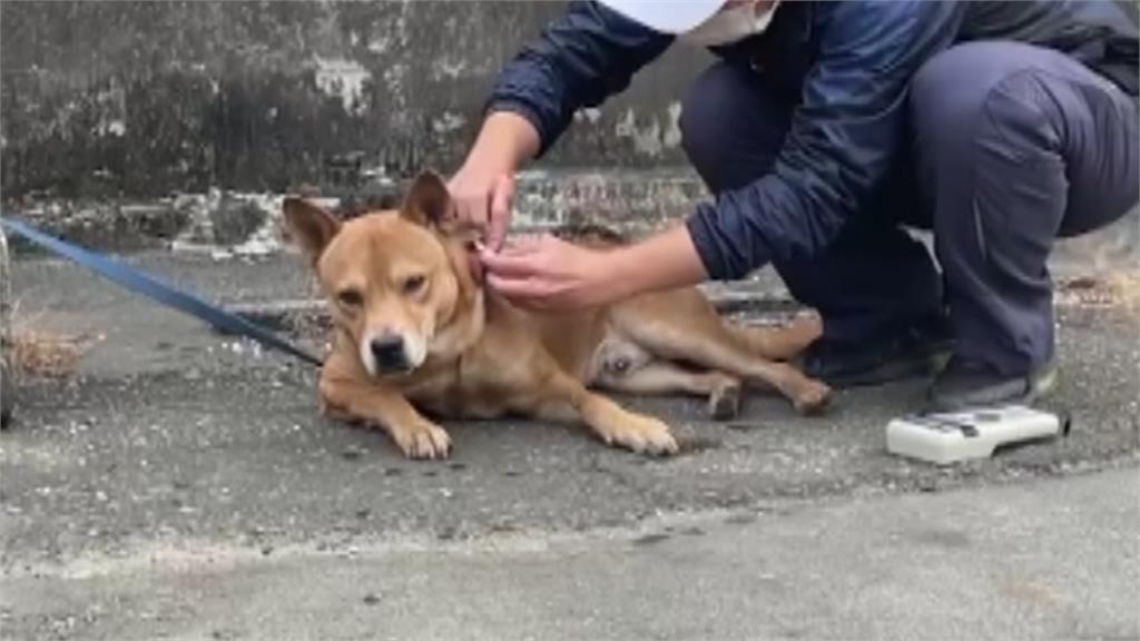 遛狗遭流浪狗狠咬拖行5米 婦人手腳挫傷縫14處 愛犬也住院