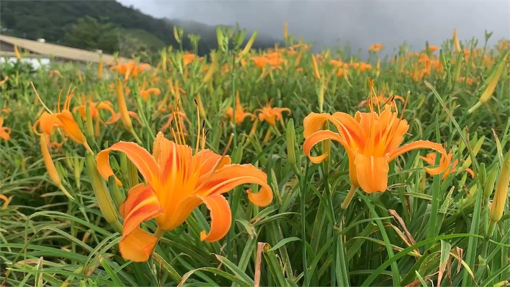 賞金針花變看倒塌樹？　導航報錯路情侶受困報警求援