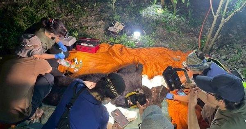 野放黑熊變猛獸！花蓮卓溪家犬接連遭襲　最終遭人道擊斃