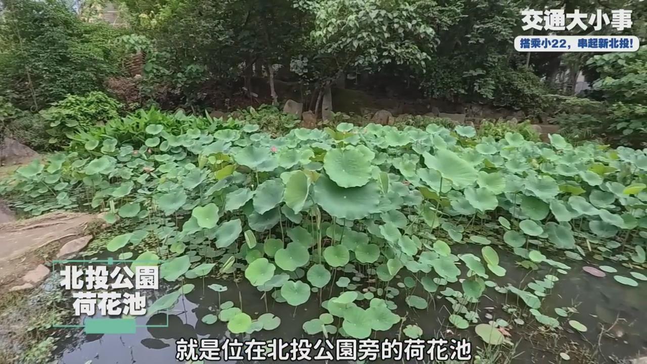 北投最美荷花池登場　搭小22輕鬆解鎖秘境景觀