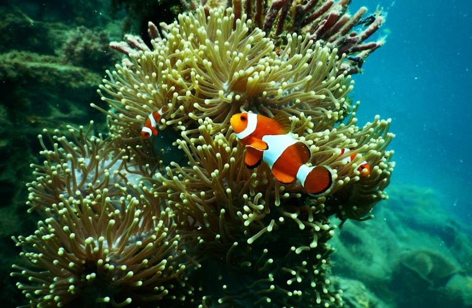 神農獎得主科技養殖小丑魚　外銷14國