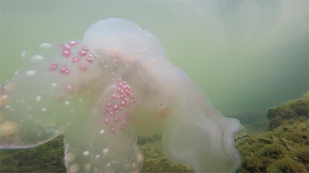 大鵬灣出現粉紅水母？專家：被扯斷的大嘴海蛞蝓