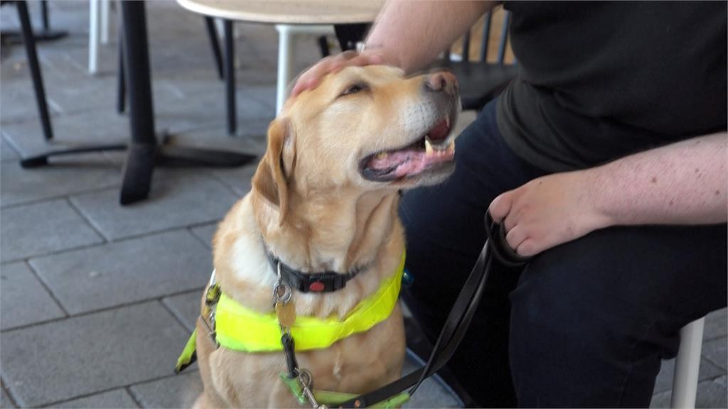 導盲犬也有缺工潮　英國申請導盲犬至少等一年「是這原因」