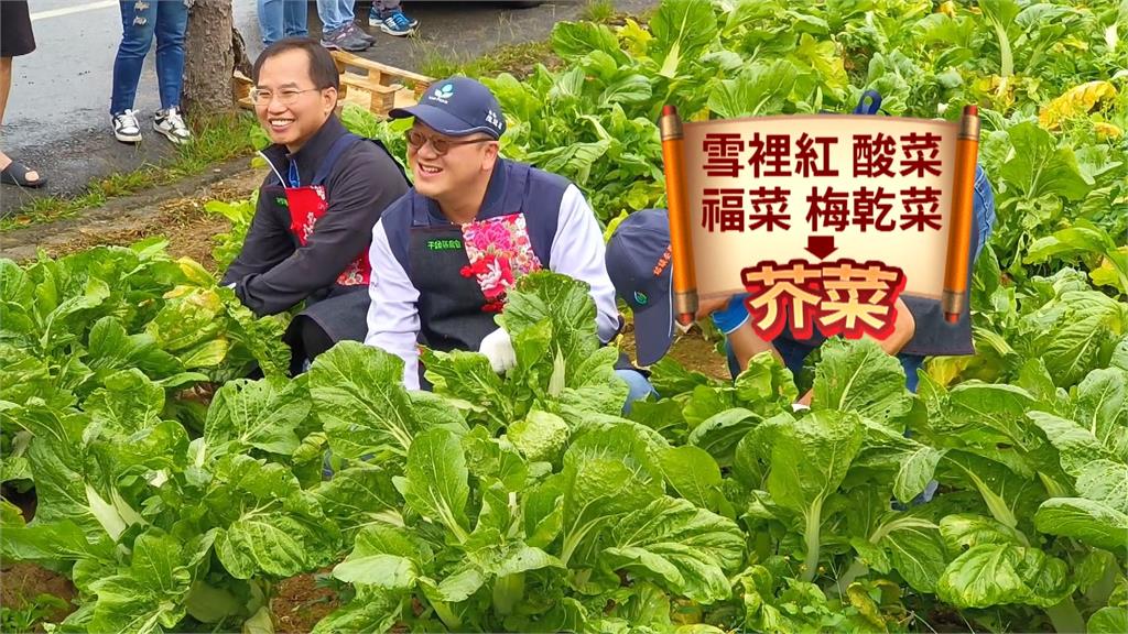 推食農教育發揚客家精神　平鎮「千人踩酸菜活動」超趣味