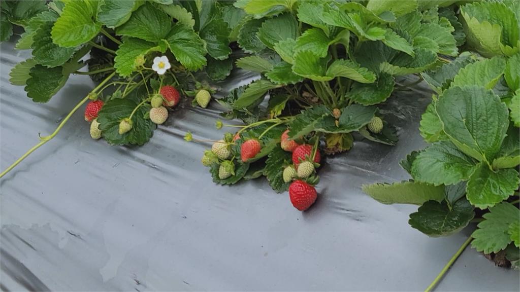 南湖溪長滿水芙蓉 取水不便害草莓種植