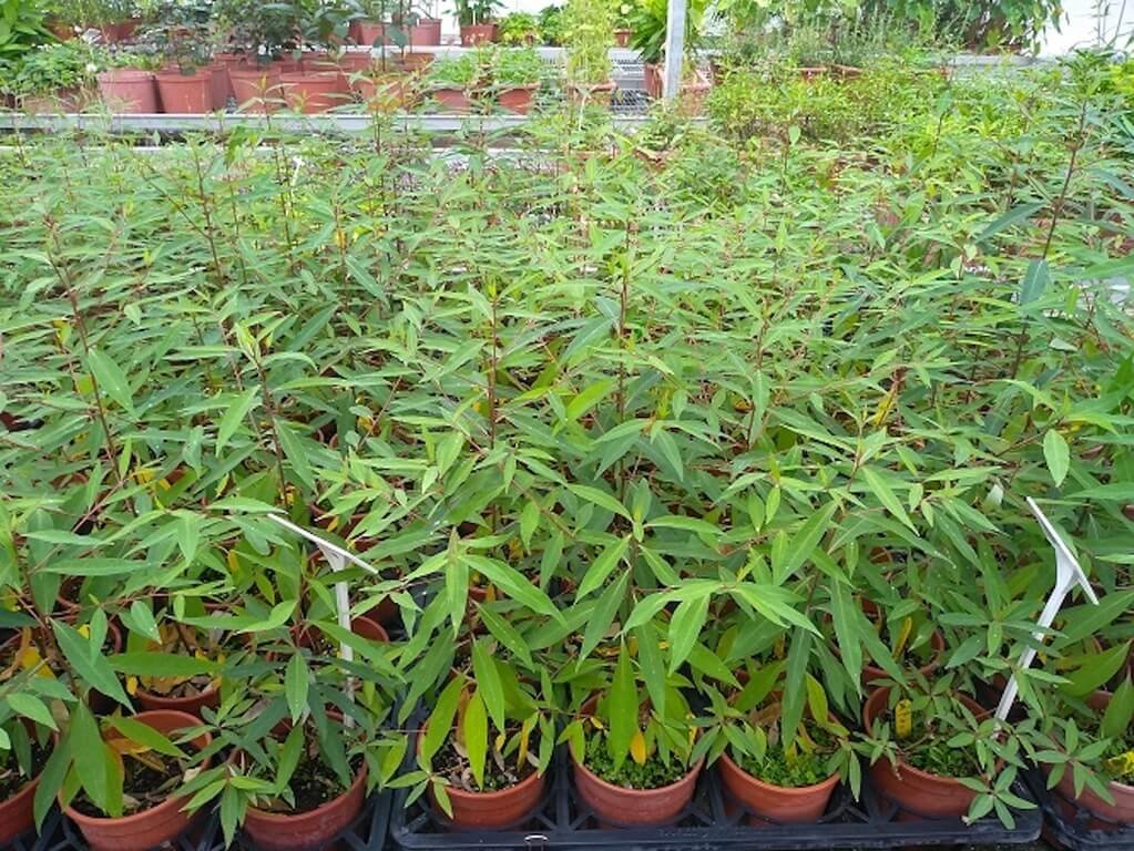花改場供部落400棵山胡椒種苗　助產業發展