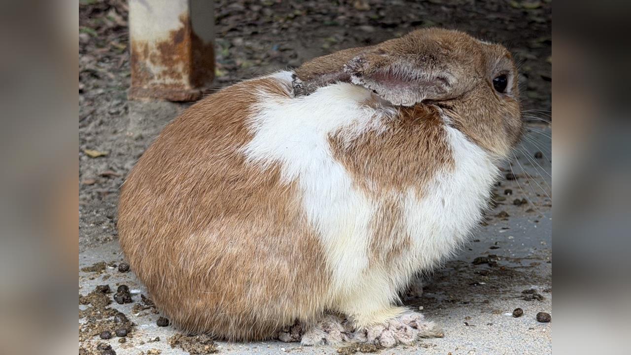 快新聞/八里庭園餐廳非法展演兔隻!得病未治療又空腹 新北動保處移送地檢
