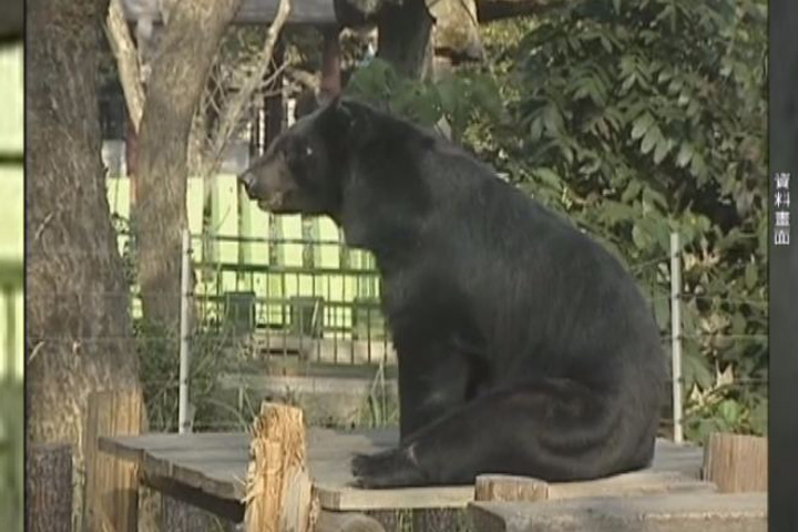 黑熊波比脫逃記 壽山動物園找防堵之道