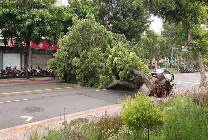 台北市刮8到10級強陣風　多處路樹倒塌影響交通