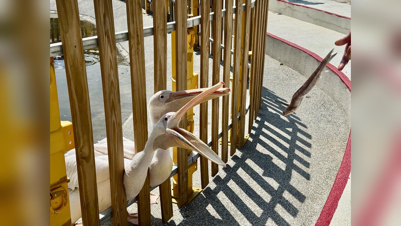 美樂地親子農場推假日限定「買魚餵鵜鶘」 五月感恩月「媽媽免費入園」