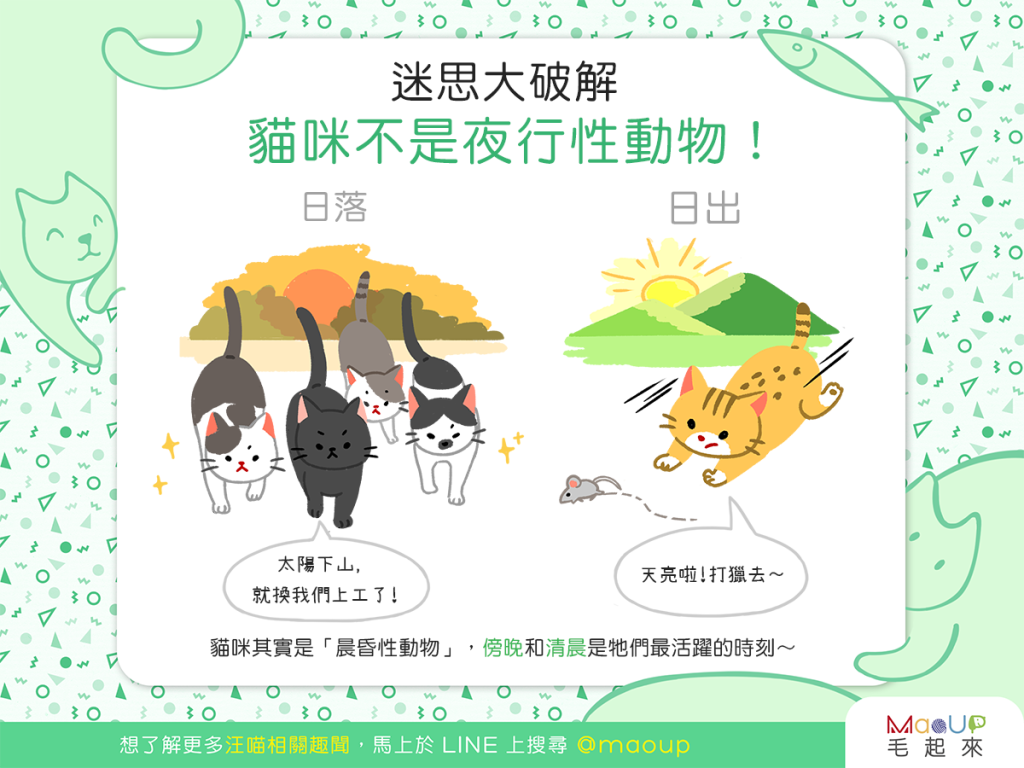 【迷思大破解】你還以為貓咪是夜行性動物嗎？