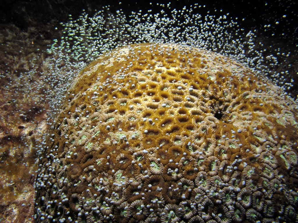 珊瑚為什麼同步產卵？中研院解開40年謎團