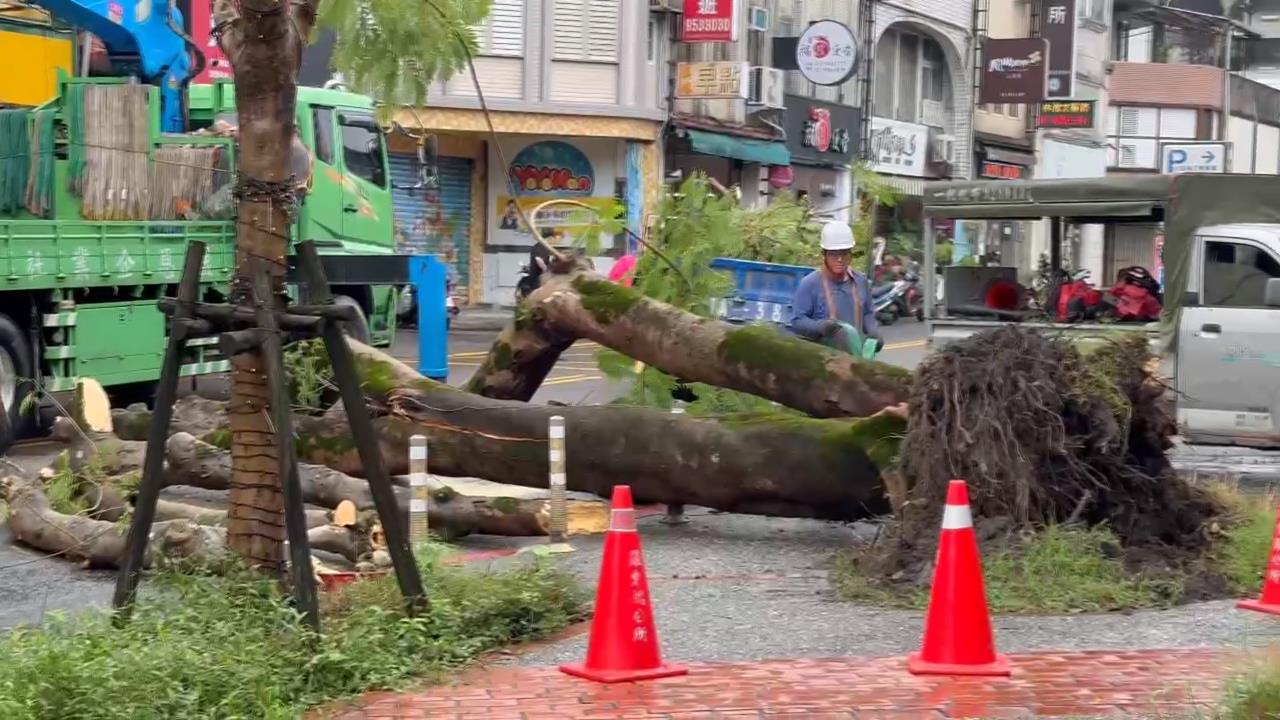 宜蘭路樹倒! 2棵"28年鳳凰樹"疑不堪大雨+樹根腐爛倒下
