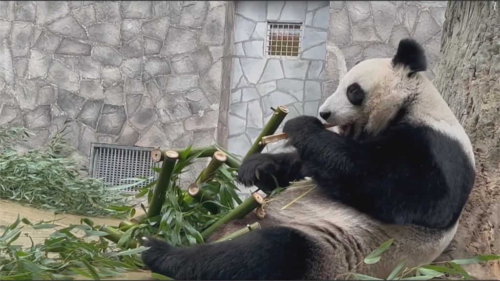 國際貓熊日　莫斯科動物園貓熊吃竹子大餐