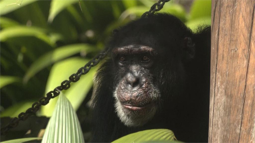 哥倫比亞動物園明星黑猩猩搬家！　將送往巴西保護區回歸大自然