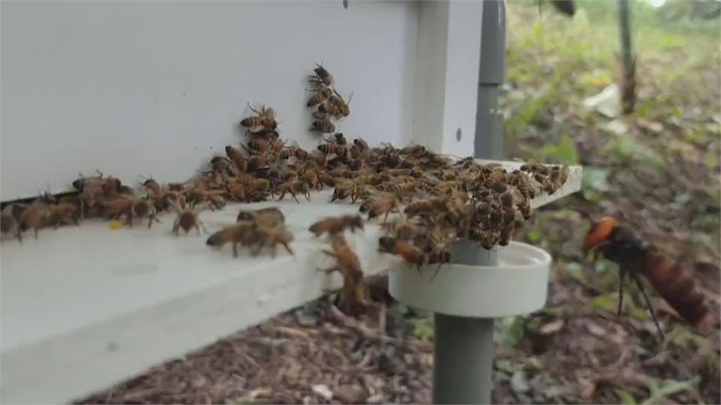 殺人虎頭蜂出沒！　蜂園小蜜蜂半年折損45萬隻