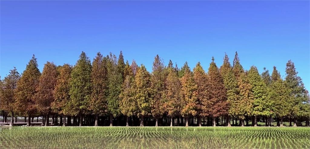 快新聞／六甲落羽松觀光季登場！　絕美火紅美景「背後超暖心故事曝光」