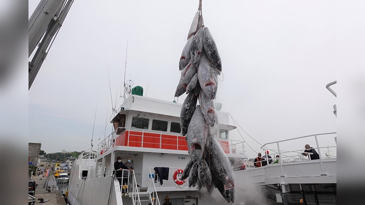 日本「遠洋鮪魚漁夫」錄取人數創新高 名校畢業生搶加入