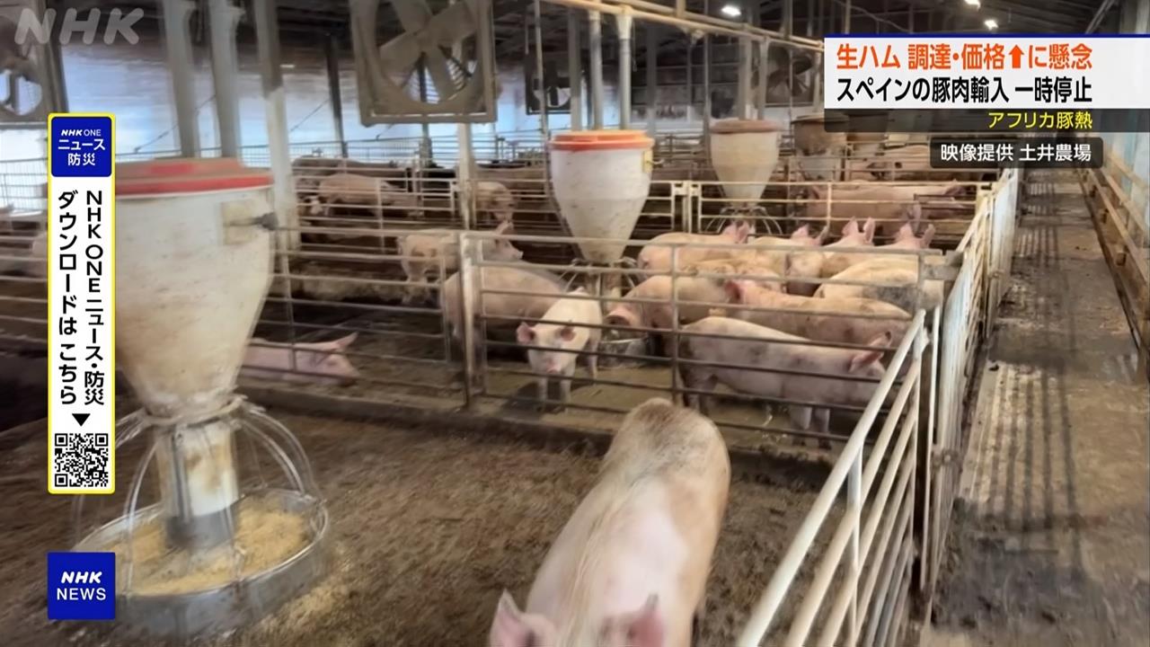 西班牙爆發非洲豬瘟疫情　日本暫停西國肉品進口