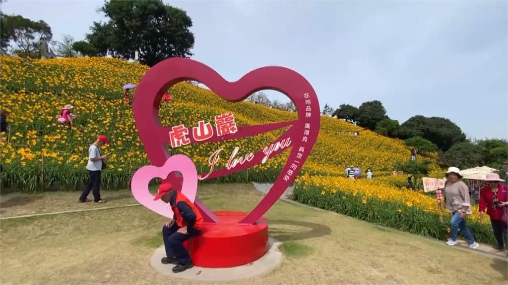 賞花又能有金針花料理吃！　花壇虎山巖「母親花」週末滿開