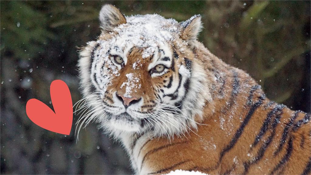老虎發呆遭積雪「砸臉」下秒翻肚玩雪球！模樣萌倒全網：原來是大貓