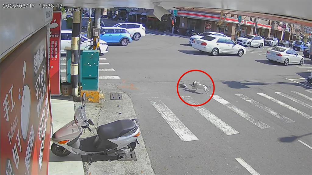 驚險! 法鬥馬路追逐野鴿子 穿梭車陣險象環生