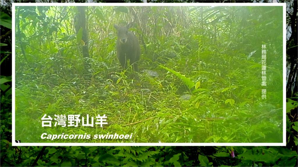 野生動物的專屬通道！「海陸生態廊道」讓牠們更自在