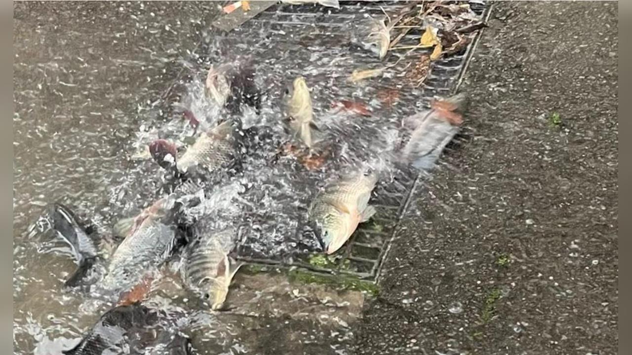 快新聞/大雨成災!苗栗水溝蓋竟噴出「滿地活魚」 網看傻:太誇張
