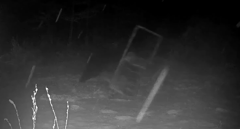 日本熊害鬥勇還要鬥智!北海道巨熊見「300公斤陷阱」沒上當⋯下秒反應全被拍