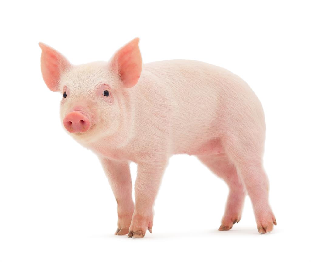 〈全民筆讚〉全世界至少有5.57億人在吃萊克豬肉　台灣還有什麼可爭執的？