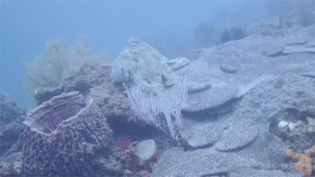 潮境海灣能見度佳　章魚界大哥大「藍蛸」現蹤