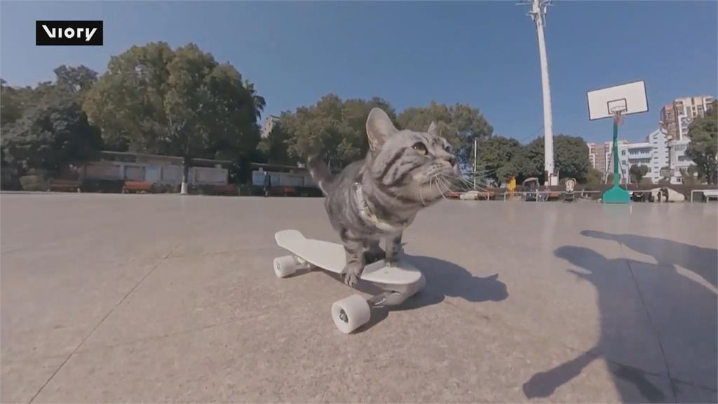 滑板神貓「包子」爆紅　滑滑板帥氣英姿狂圈粉