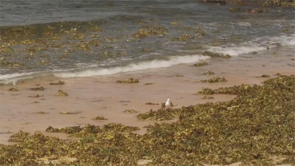 雪梨沿岸驚見「不明灰色球狀物」　當局關閉9海灘展開調查