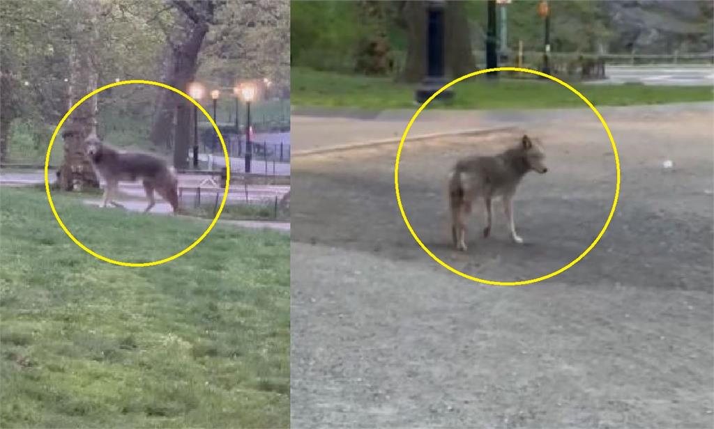 快新聞／罕見！紐約中央<em>公園</em>驚見「土狼」　拍攝者嗨喊：比德牧還大隻