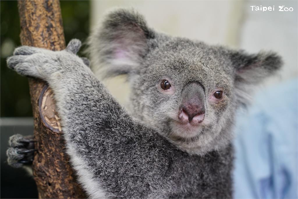 快新聞／週日祖父母節！　台北動物園邀祖孫「共遊漫步」集章認識老齡動物