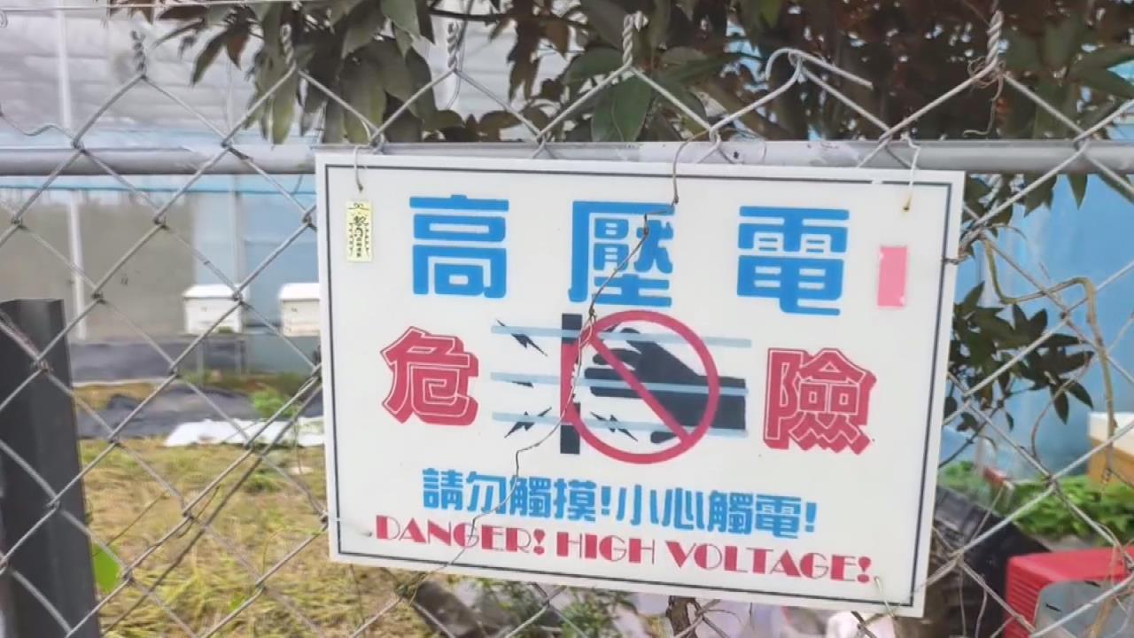 猴害! 侵門踏戶農民喊苦 電網好用須抽籤僧多粥少