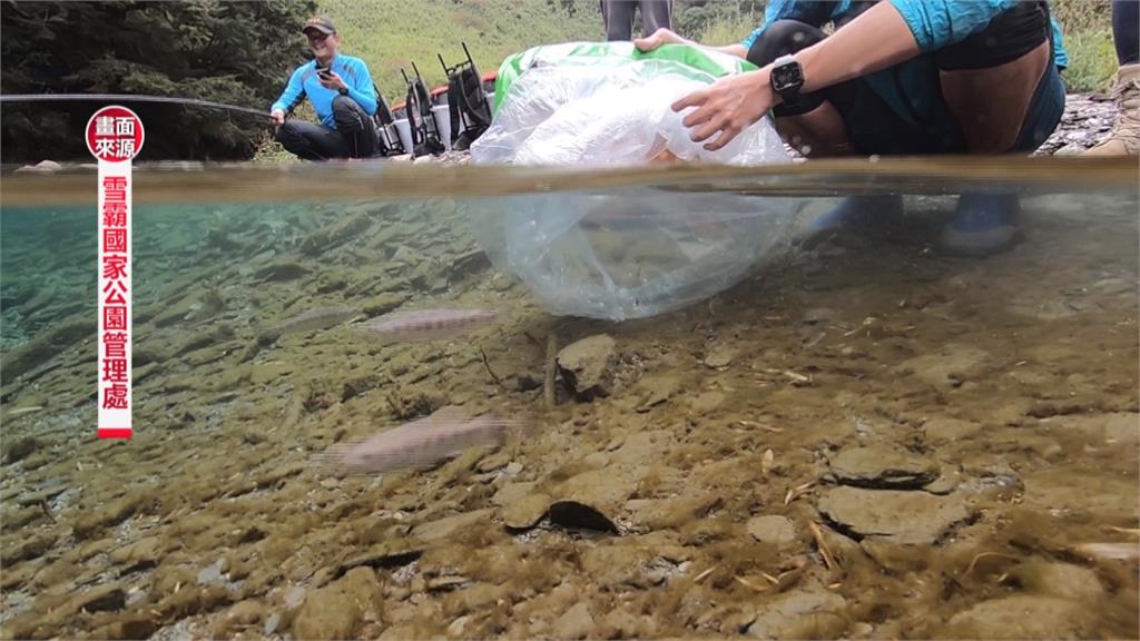 「國寶魚」櫻花鉤吻鮭復育有成！小嘆息灣放流全記錄