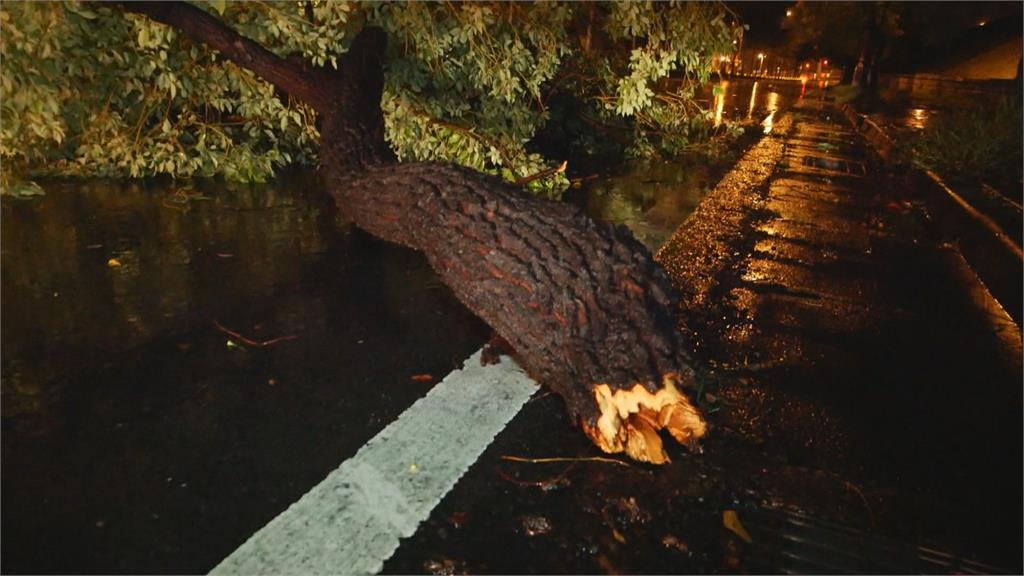 不堪強風吹襲　路樹倒塌阻斷機車道交通 