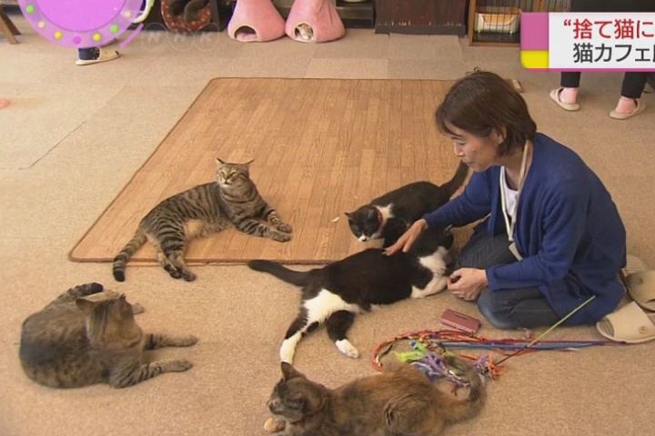 貓奴必看！日本浪貓咖啡館 成就棄養貓的第二春