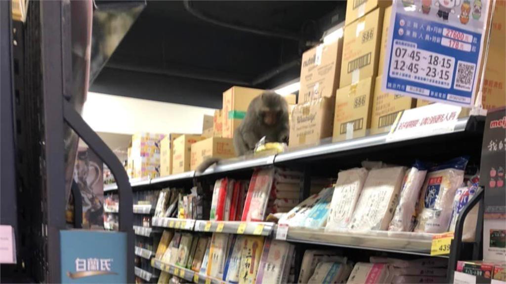 高雄驚見獼猴逛超市！偷拿香蕉「躲貨架開吃」網笑了：請吱猿收銀