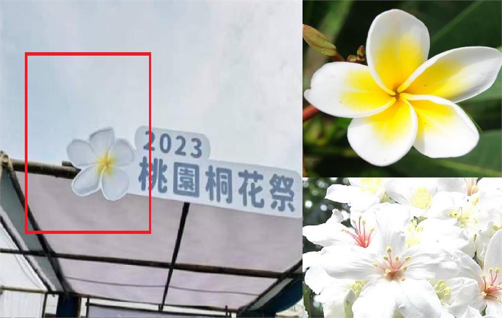 快新聞／瞎！　桃園「油桐花」裝飾變「雞蛋花」　網酸：這樣可以驗收？