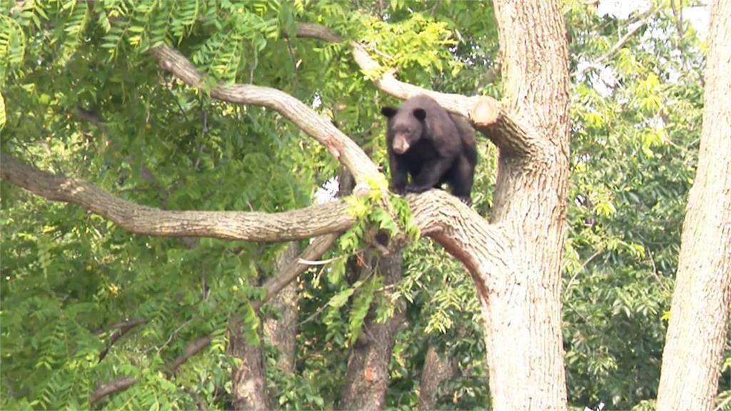 黑熊闖華盛頓社區趴趴走　爬上大樹爽乘涼