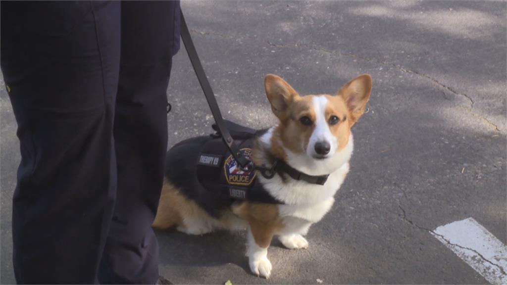 加州警局好幫手！　「<em>柯</em>基治療犬」穿警察裝每週工作40小時
