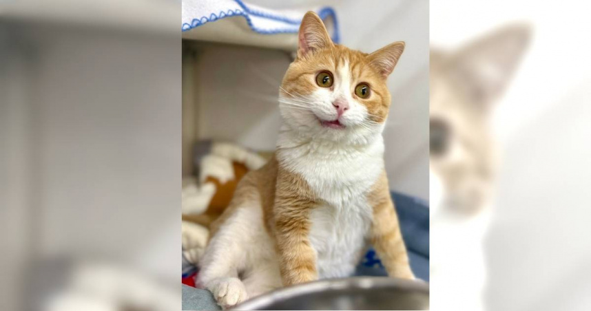 收容所貓咪「超魔性笑容」長得太AI　百萬網友被萌到！跨國幫找家