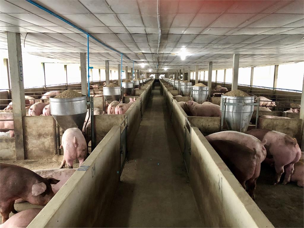 豬農笑了！台灣重返WOAH非洲豬瘟「非疫區」行列