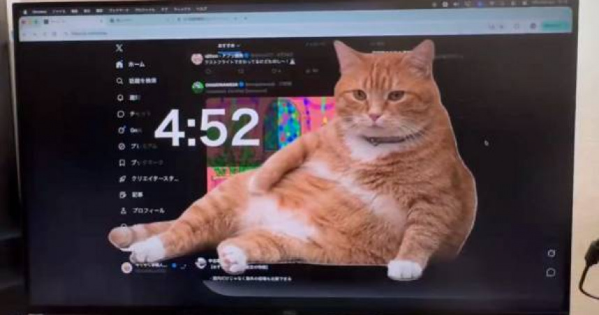 滑社群太久牠就出手！超肥橘貓霸佔螢幕　網笑：結果都在看貓